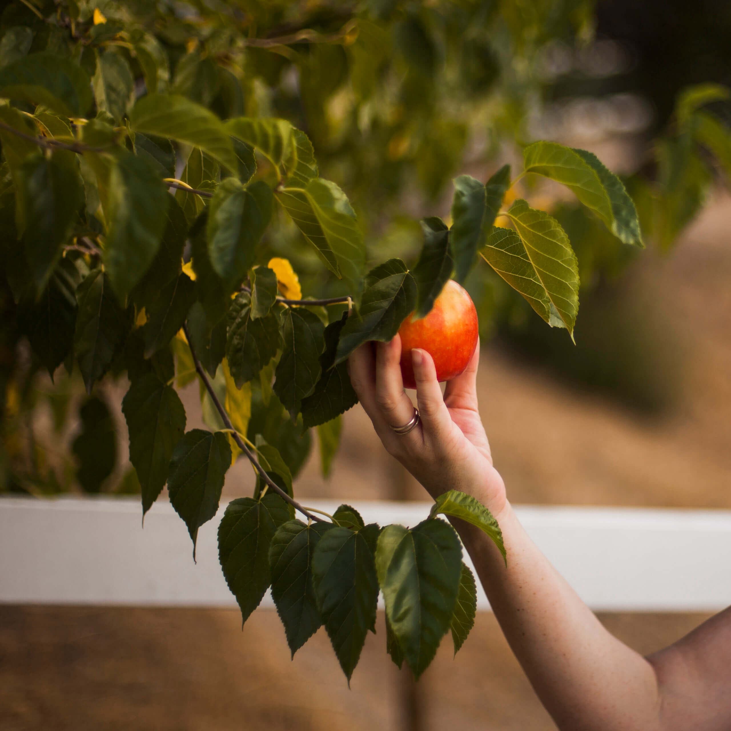 Hand holding a rip apple on a tree