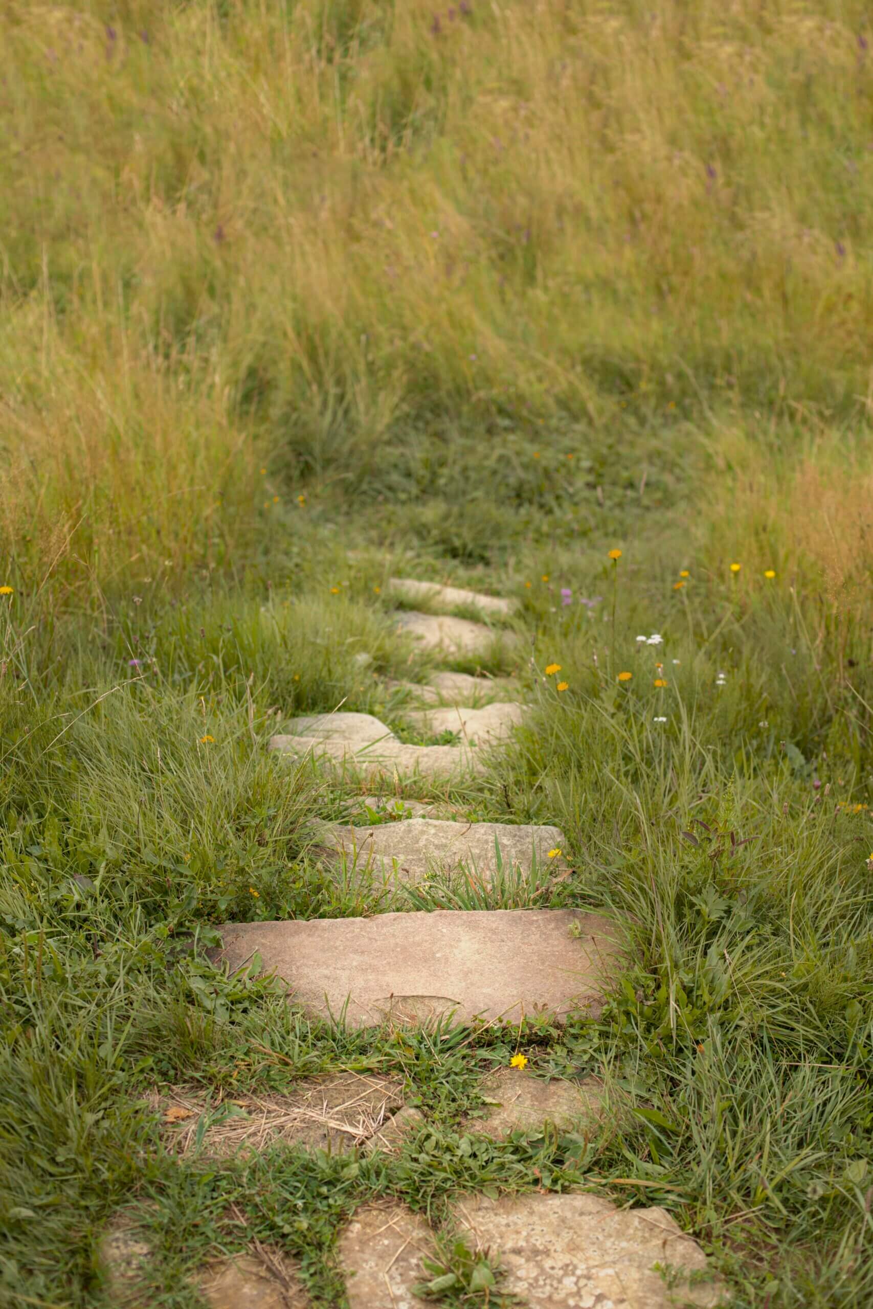 Stone steps form a narrow path through tall grass and wildflowers, leading upward into a green meadow.